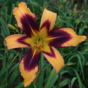 The Wasp Daylily